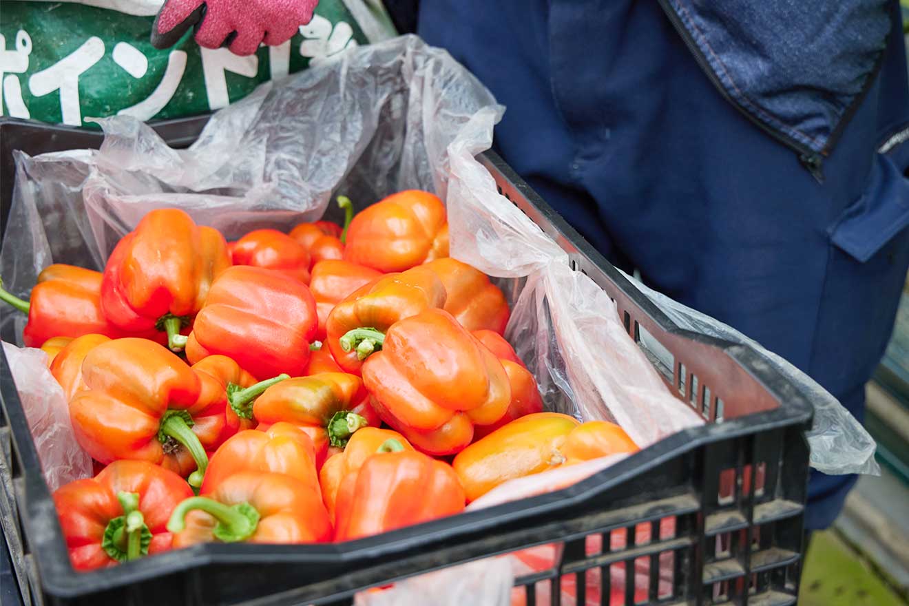 はなわふれあい農園 収穫したパプリカオレンジ