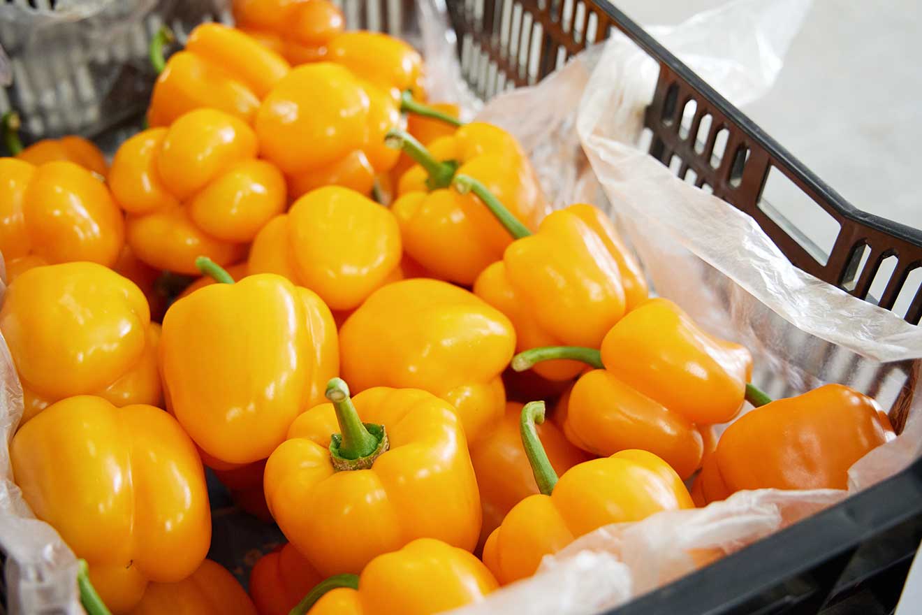 はなわふれあい農園 収穫したパプリカイエロー