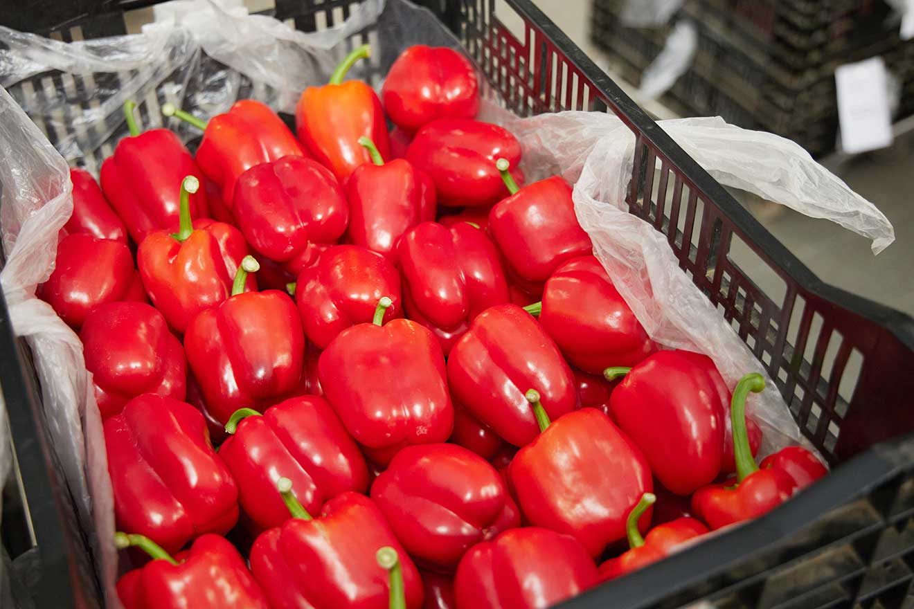 はなわふれあい農園 収穫したパプリカレッド